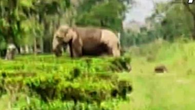 Elephant Calf Death: মর্মান্তিক দৃশ্য! মৃত সন্তানকে শুঁড়ে তুলে নিয়ে যাচ্ছে মা হাতি